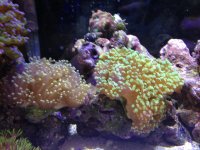 IMG_2151.jpg