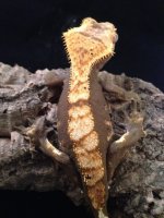 Male Juvie Crested Gecko (13).jpg