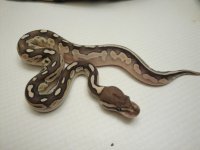 Lesser Cinnamon Female Fresh Shed 2.jpg