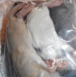 r1.jpg