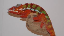 DSCN0467.jpg