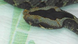 IMG_20121112_200454_822.jpg