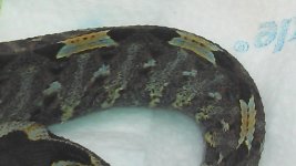 IMG_20121112_200516_026.jpg