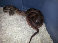 hypo motley.jpg