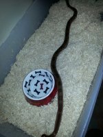 hypo motley 66% anery.jpg