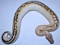 L1 Ivory.jpg