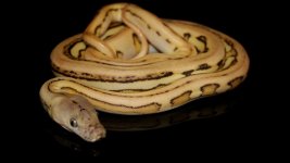 0001037_dwarf_platinum_supertiger_het_anery_550.jpg