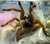 moar spiders (3).JPG