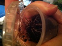moar spiders (4).jpg