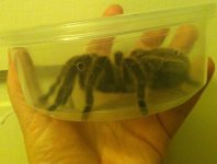 moar spiders (5).jpg