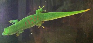 geckos.jpg
