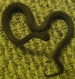 children's python (1).JPG