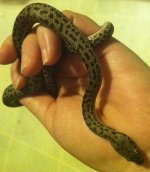 children's python (2).JPG