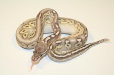 LCBP 4 sale.jpg