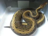 Female Pinstripe.JPG