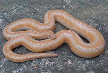 Whitewater albino FC 8.jpg