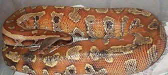 blood python red.jpg