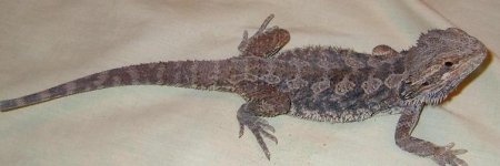 dragonsaugust2004 003.jpg