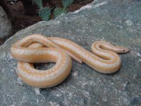 Whitewater albino FC 5.JPG