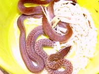 house snakes red lace 2004.jpg