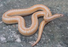 Whitewater albino FC 9.jpg