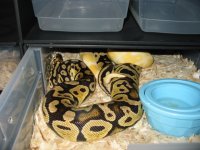 pastel x albino breeding 005.jpg