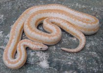 Whitewater albino MB 2.jpg