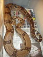 my female 4.jpg