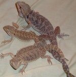 dragonsaugust2004 006.jpg