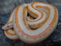 Whitewater albino FD 1.jpg