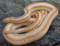Whitewater albino FD 2.jpg