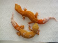 hybinos.jpg