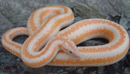 Whitewater albino MA 3.jpg