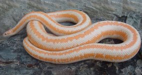 Whitewater albino MA 1.jpg