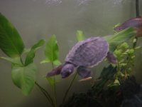 turtle and tortoises 012.jpg