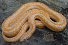 Whitewater albino MC 1.jpg