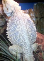 brentsdragon1.jpg