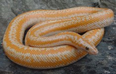 Whitewater albino MC 4.jpg