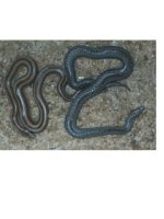 rosy pair.jpg