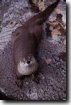 river otter.jpg