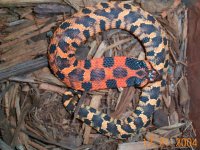 Eastern hognose.jpg