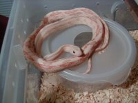 albino transpecos 3.jpg