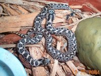 Southern Hognose babies.jpg