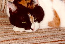 sleepydaisy.jpg