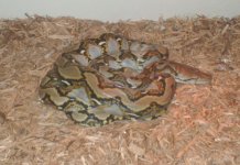 retic31.jpg