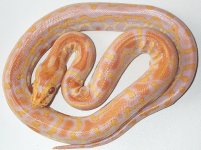 weird burmese (2).jpg