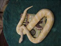malealbino1.jpg