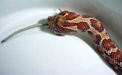 hognose-exc-eating-1`30`04.jpg