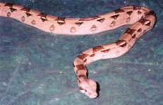 clean female boa 1.jpg