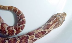 hognose-close-upper-1`30`04.jpg